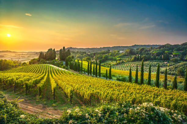 Rolling green hills of a Tuscan vineyard in Italy.